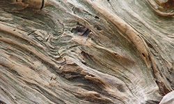 wood texture photoshop